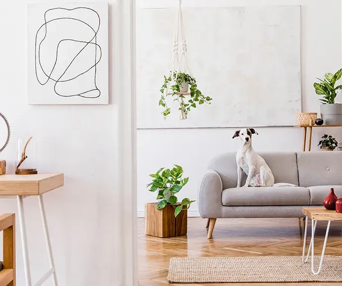 Larm_husdjur_hund_i_soffa