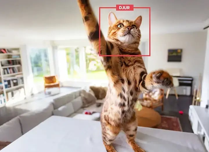 indoorcamera_cat_se_2220x1616_16b